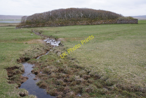 Photo 6"x4" The plantation at Halligarth Baltasound c2010