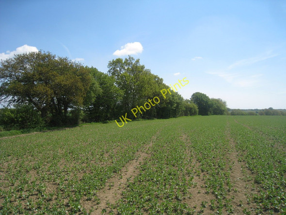 Photo 6"x4" Crop Field near Braeside Farm Bromley Green\/TQ9936 c2010
