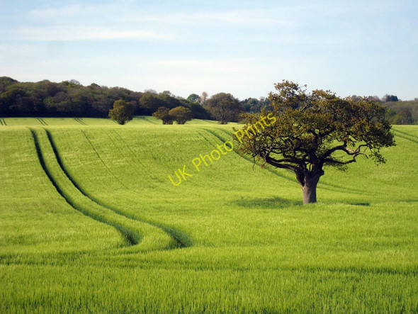 Photo 6"x4" Lone Tree Aldington\/TR0636 c2010