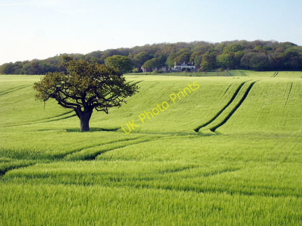 Photo 6"x4" Lone Tree Aldington\/TR0636 c2010 P1