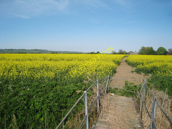 Photo 6"x4" Footpath through Oilseed Rape Field Burmarsh\/TR1031 c2010