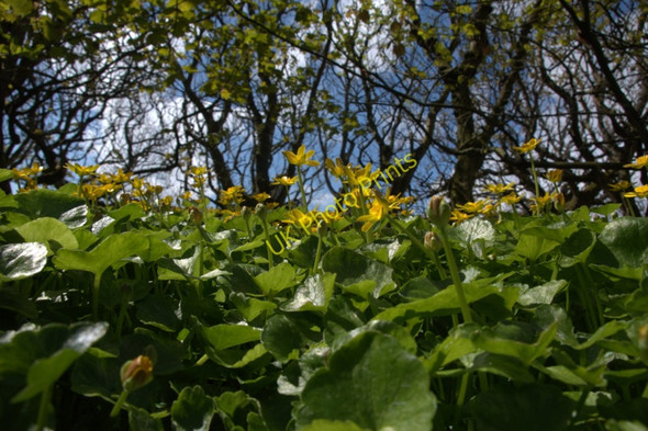 Photo 6"x4" Halligarth plantation, Baltasound Baltasound c2010