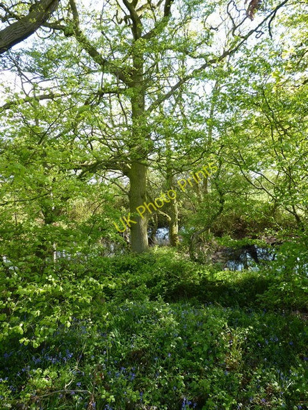 Photo 6"x4" Overgrown pool in fields near Chillington Big Wood Codsall Wood c2010