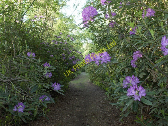 Photo 6"x4" Warren Heath Hazeley Heath c2006