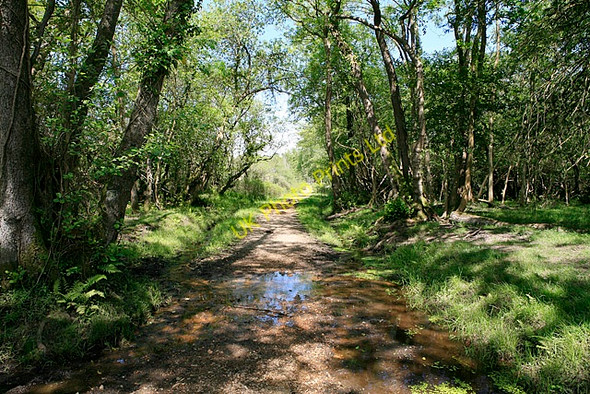 Photo 6"x4" Path north of Wootton Coppice Inclosure Wootton\/SZ2498 c2006