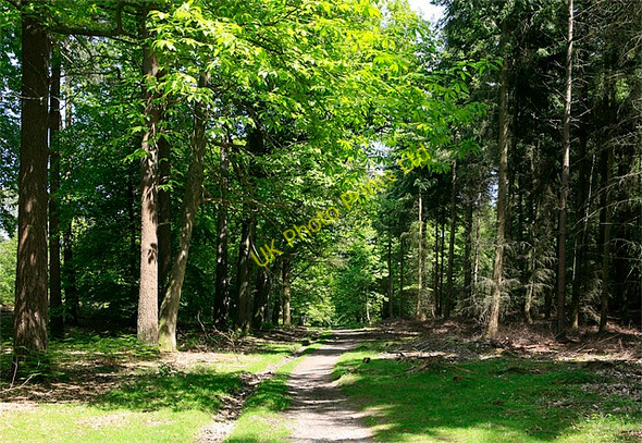 Photo 6"x4" Woodland path in Wilverley Inclosure Wootton\/SZ2498 c2006