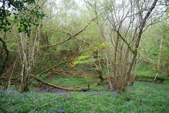 Photo 6"x4" Coppiced trees and bluebells Doomsday Green c2010