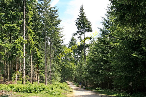 Photo 6"x4" Conifers in Wilverley Inclosure, New forest Wootton\/SZ2498 c2006