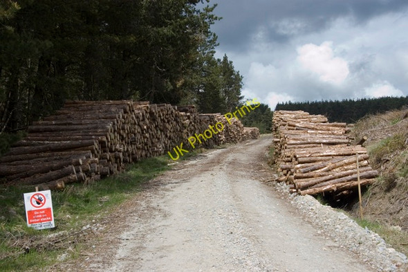 Photo 6"x4" Forestry operation in Wheeldale plantation Wheeldale Gill c2010