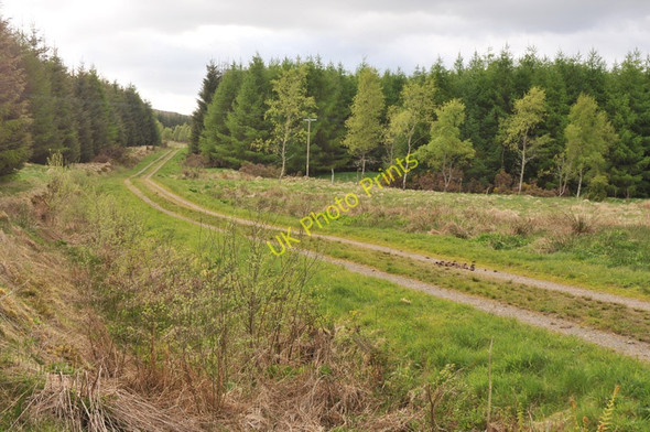 Photo 6"x4" Forestry near Callander Callander c2010