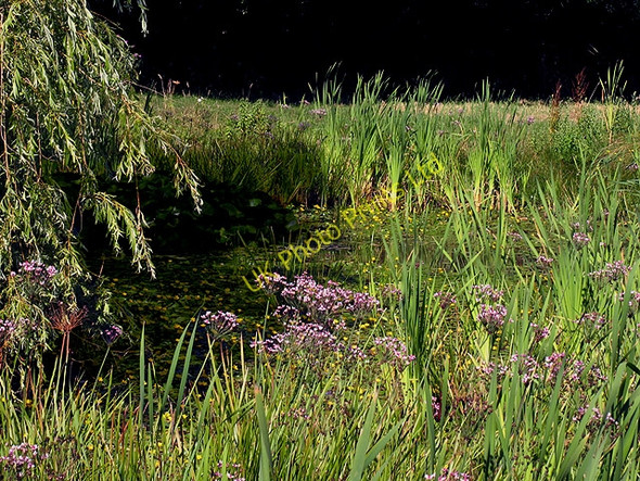 Photo 6"x4" Pond Vegetation at Ecchinswell Brock's Green c2005