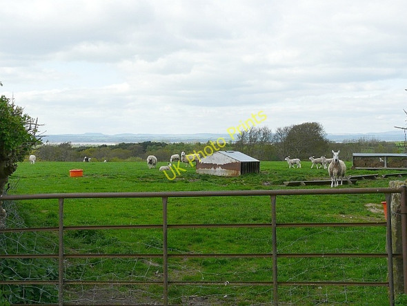 Photo 6"x4" Sheep with lambs Kirkbampton c2010