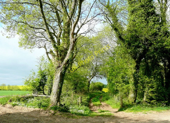 Photo 6"x4" Track meets Ox Drove Bowerchalke c2010