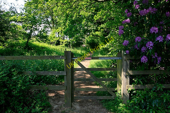 Photo 6"x4" Path running north from North Weirs, Brockenhurst North Weirs c2006