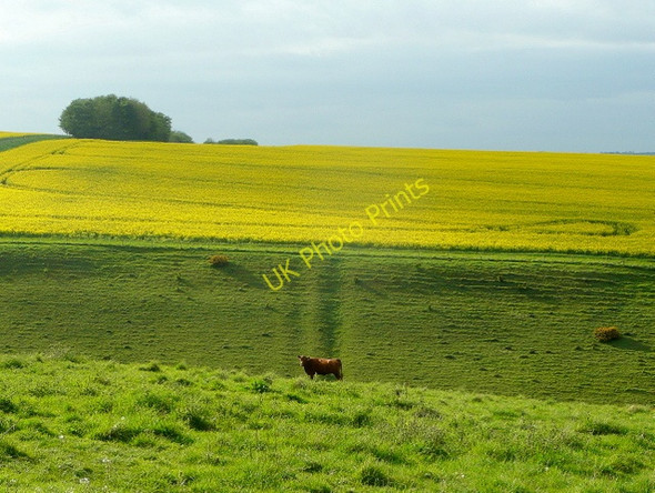 Photo 6"x4" Middleton Down Mount Sorrel c2010