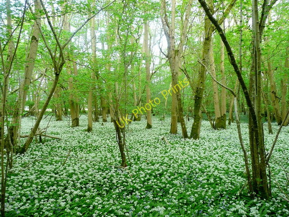 Photo 6"x4" Carpet of Ramsons in Moody's Gore Martin Drove End c2010