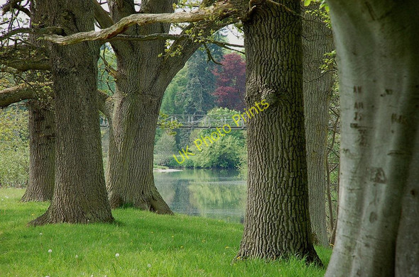 Photo 6"x4" Past the trees to the bridge, Monteviot Nisbet\/NT6725 c2010