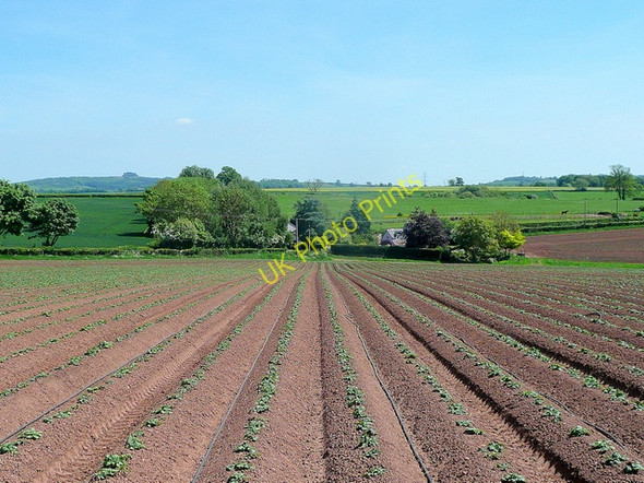 Photo 6"x4" Croplines to Bury Hill Bromsash c2010