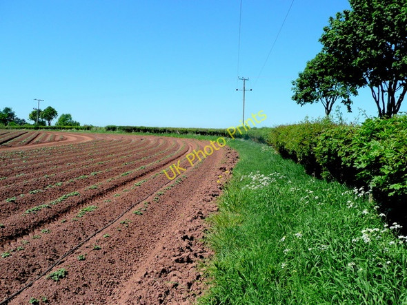 Photo 6"x4" Young potato crop Bromsash c2010