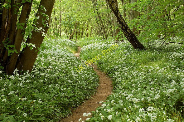Photo 6"x4" Wild garlic near the Jed Water Nisbet\/NT6725 c2010