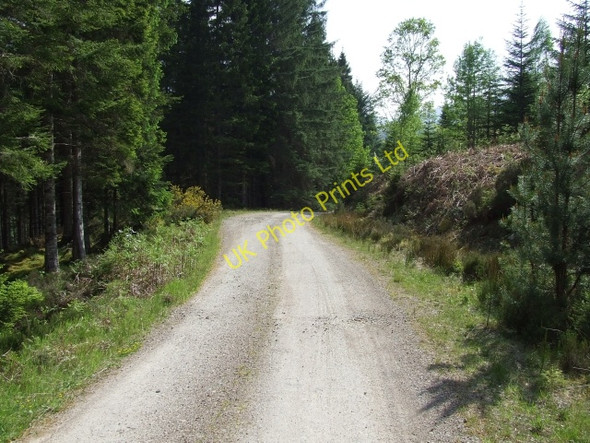 Photo 6"x4" The Forest Road from Glen Luie Croft Faichem c2006