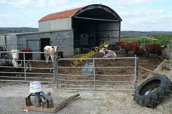 Photo 6"x4" Stock at Breaghva Liscasey c2010
