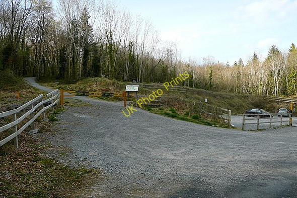 Photo 6"x4" Woodland at Cahircalla Beg Clarecastle c2010