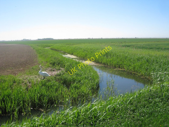 Photo 6"x4" Swan at Scotney Petty Sewer Jury's Gap c2010