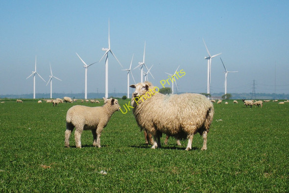 Photo 6"x4" Sheep and Lamb near Scotney Court Farm Jury's Gap c2010