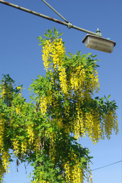Photo 6"x4" Laburnum at Hardwick Hardwick\/TL3759 c2010