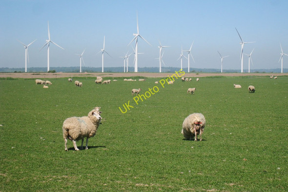 Photo 6"x4" Sheep near Scotney Court Farm Jury's Gap c2010