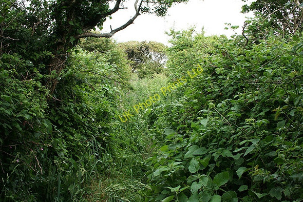 Photo 6"x4" Rhossili Community: overgrown footpath Middleton\/SS4287 c2006