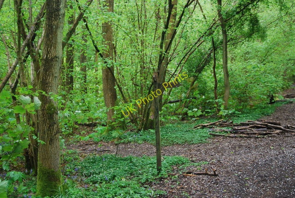 Photo 6"x4" Downs Link and Sussex Border Path diverge Rudgwick c2010