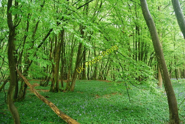 Photo 6"x4" South Wood Rudgwick c2010 P1