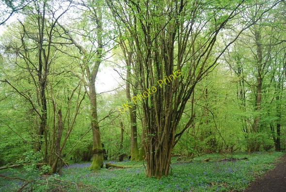 Photo 6"x4" Coppiced tree, South Wood Rudgwick c2010