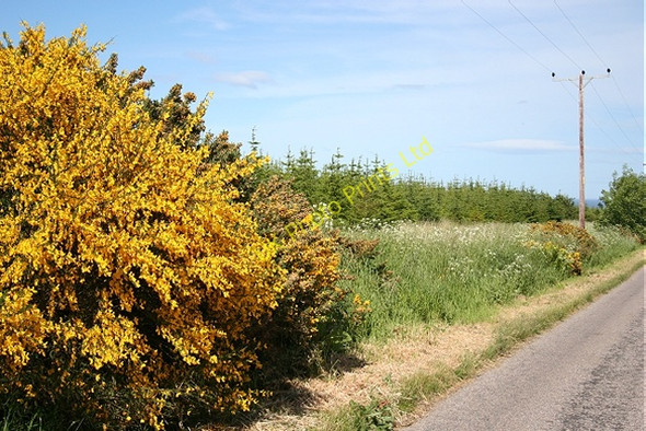 Photo 6"x4" Young Plantations Portknockie c2006