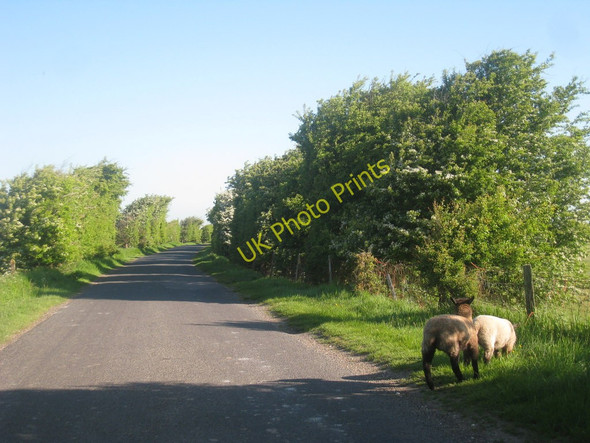 Photo 6"x4" Lambs in Road Lydd c2010