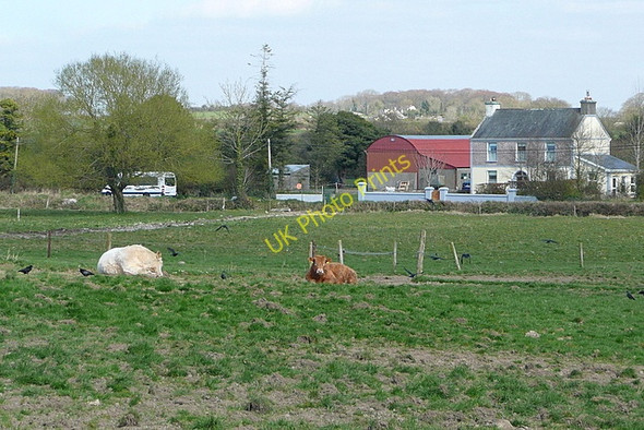 Photo 6"x4" Oasture at Carrow Shannon c2010