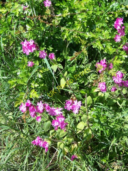 Photo 6"x4" Campion, Crux Easton Crux Easton c2010