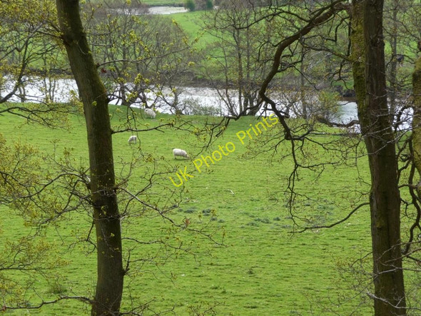 Photo 6"x4" Sheep grazing Llandderfel c2010