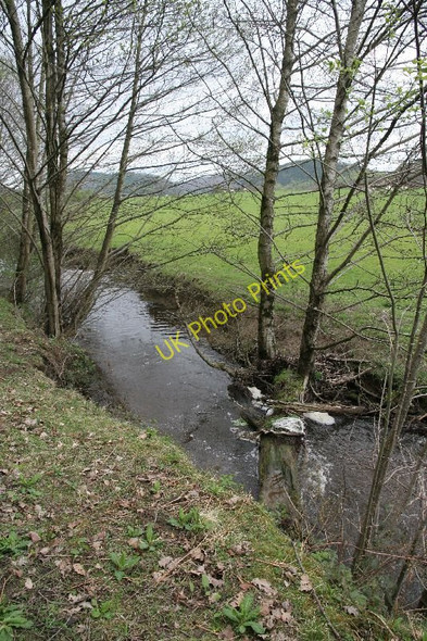Photo 6"x4" Tree in the brook Dolyhir c2010