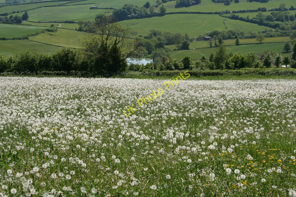 Photo 6"x4" A field of dandelions Cold Ashton c2010