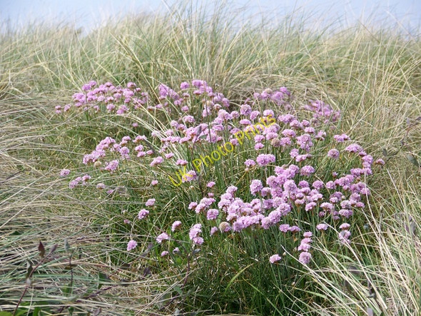 Photo 6"x4" Thrift (Armeria maritima) near Hengistbury Head Christchurch\/SZ1592 c2010