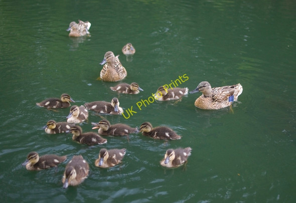 Photo 6"x4" Pearson Park ducks, Hull Kingston upon Hull c2010