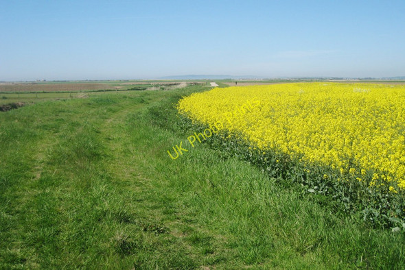 Photo 6"x4" Oilseed Rape Field Lydd c2010