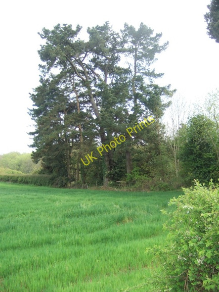 Photo 6"x4" Looking across a field towards Homeleigh, Exmouth Hulham c2010
