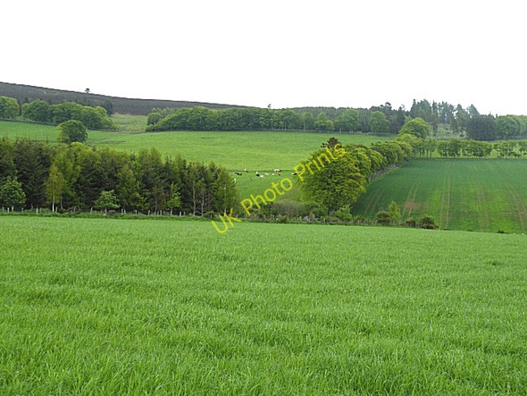 Photo 6"x4" Near Newtown Tarland c2010