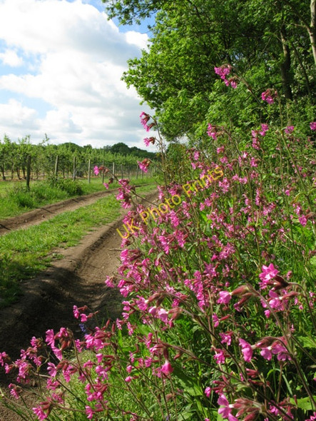 Photo 6"x4" Flowers along footpath from the A257 Bekesbourne Hill c2010