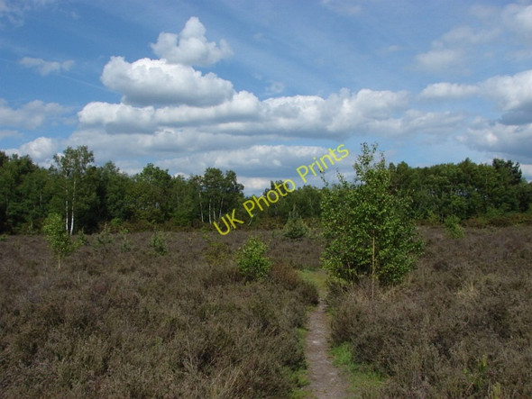 Photo 6"x4" Horsell Common Woking c2010