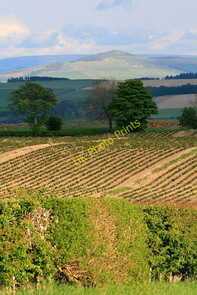 Photo 6"x4" View toward the Minto Hills Clerklands c2010
